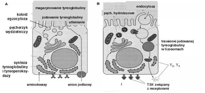 lizosomach, transport produktów trawienia - T3 i T4 do cytoplazmy i dalej,