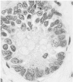 komórki A, B, D, PP (wysepki trzustkowe) komórki chromochłonne (rdzeń nadnerczy) komórki dokrewne cewy pokarmowej