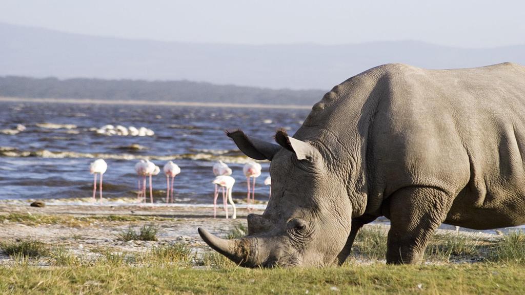 Dzień 1 WYLOT DO NAIROBI W godzinach popołudniowych wylot z Warszawy do Doha. Następnie nocny przelot do Nairobi. Dzień 2 PARK NARODOWY NAKURU Lądowanie w Nairobi w godzinach porannych.