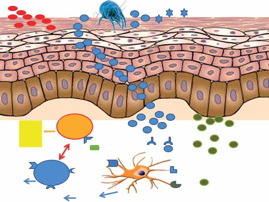 The role of regulatory T cells and genes involved in their differentiation in pathogenesis of selected inflammatory and neoplastic skin diseases.