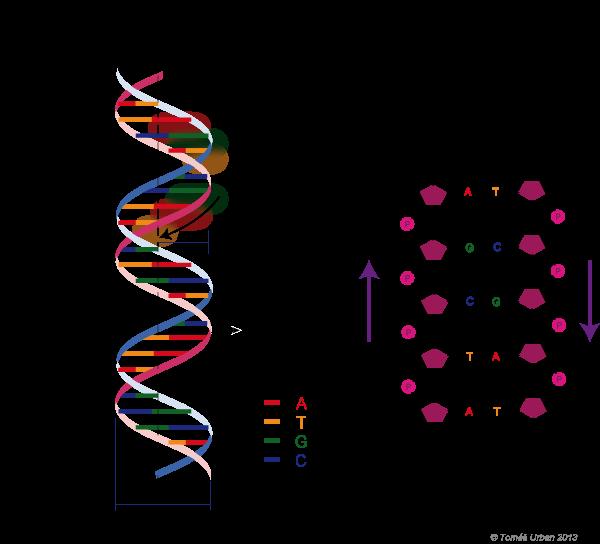 - wiemy jak wygląda DNA (Franklin, Watson, Crick, 1953) Od lat 60.