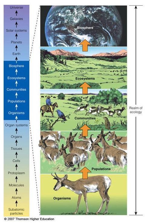 Hierarchia materii Hierarchiczna struktura życia