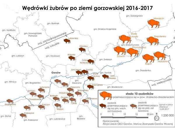 11 IV. Wędrówki żubrów Utworzenie nowych stad i grup położonych na północny zachód od obszaru projektu wzmogło wędrówki samców również w kierunku południowo- zachodnim w stronę granicy z Niemcami.