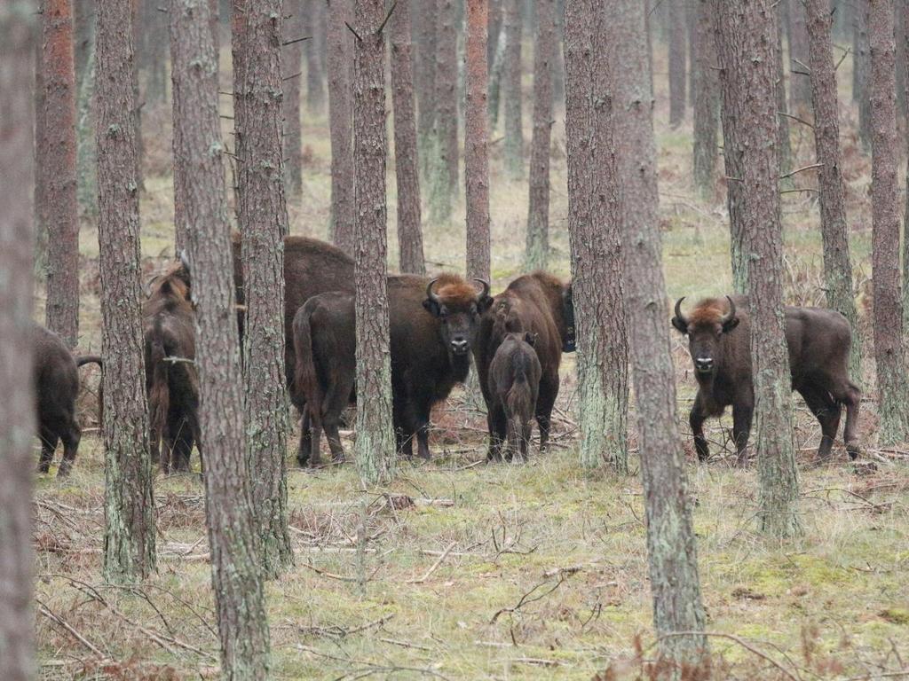5 Stado M (Jałowcówka) Stado żubrów M powstało w wyniku realizacji działania C.3. w 2015 r.