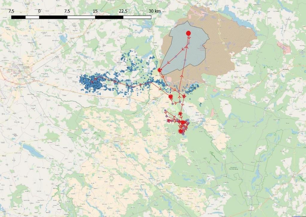 zginęło 5 żubrów w bezpośrednio wypadkach na torach kolejowych i w wyniku obrażeń po kolizjach z pociągami.