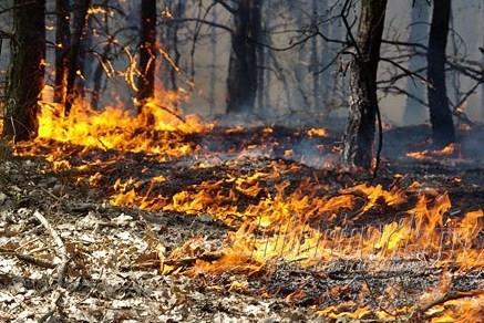 Zagrożenie pożarowe lasu w różnych porach roku Największe zagrożenie pożarowe lasu występuje w okresie wczesnej wiosny i lata.