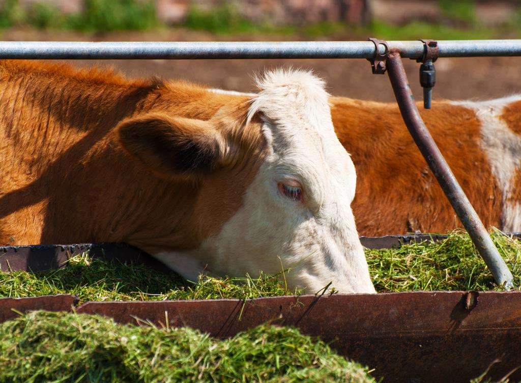 https://www. fot. Fotolia Młode zielonki czy niektóre okopowe mogą zawierać nawet do 90% wody. Taki rodzaj paszy wpłynie więc na to, ile wody pije krowa.