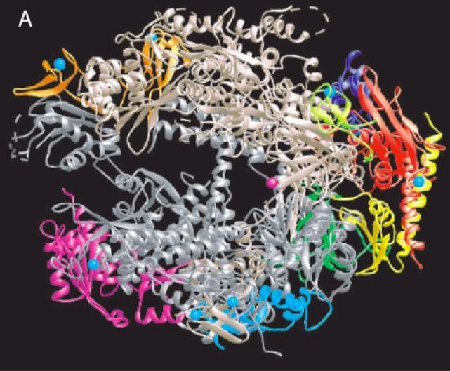 Polimeraza RNA przykład