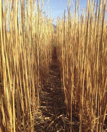 Newsletter #2 03-2018 Miscanthus x giganteus że obecność metali ciężkich w glebie nie wpłynęła negatywnie na jej jakość z punktu widzenia przydatności do spalania.