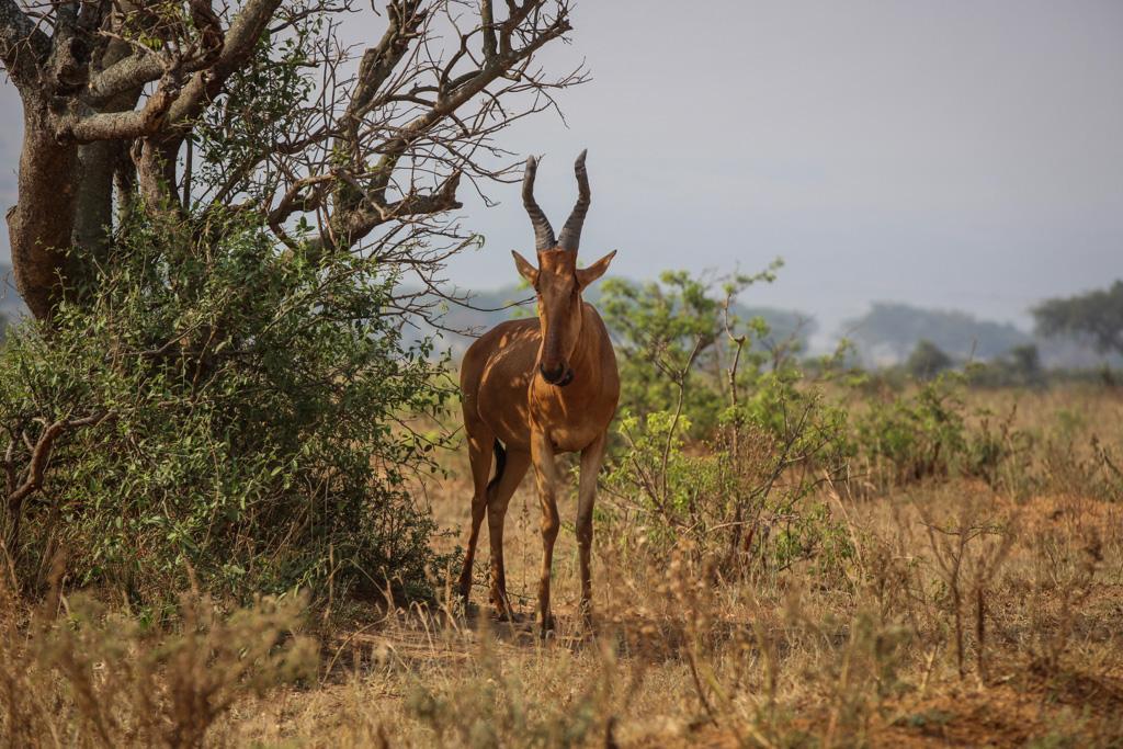 DZIEŃ 6 PARK NARODOWY KIDEPO PORANNE SAFARI W KIDEPO KITGUM O 7.00 rano, w towarzystwie uzbrojonego rangera, wyjedziemy na safari po rezerwacie. Dotrzemy do granicy z Sudanem Południowym.