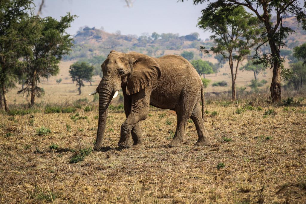 DZIEŃ 7 PARK NARODOWY MURCHISON FALLS KITGUM MURCHISON FALLS Kolejny dzień pełen emocji wiedzie nas w kierunku Nilu.