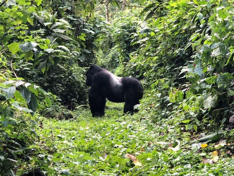 Główne atrakcje wyprawy do Ugandy Jinja Źródła Nilu Wodospady Sipi Zwiedzanie Kotido Samochodowe Safari po Parku Narodowym Kidepo Wizyta w Hot Springs w Parku