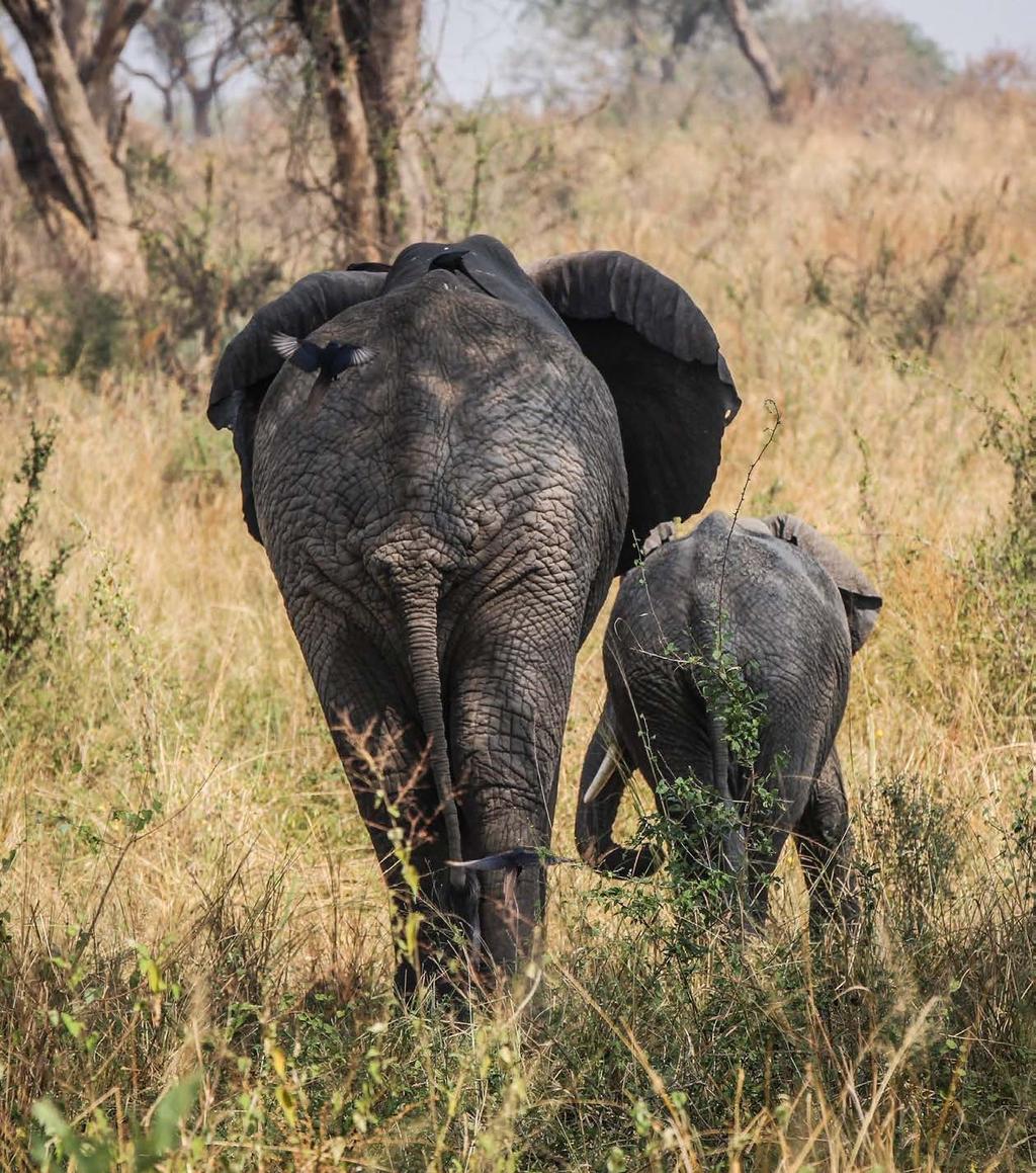DZIEŃ 9 PARK NARODOWY KIBALE SAFARI W MURCHISON - KIBALE O poranku kolejna