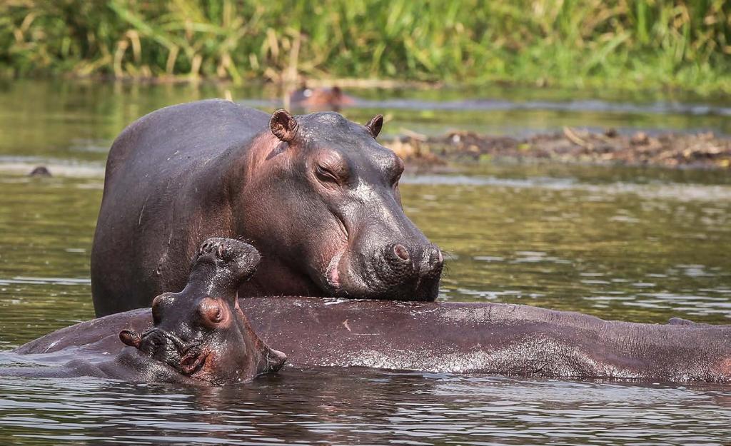 DZIEŃ 12 PARK NARODOWY QUEEN ELIZABETH REJS SAFARI W QUEEN LAS BWINDI Rano po śniadaniu udamy się na rejs łodzią