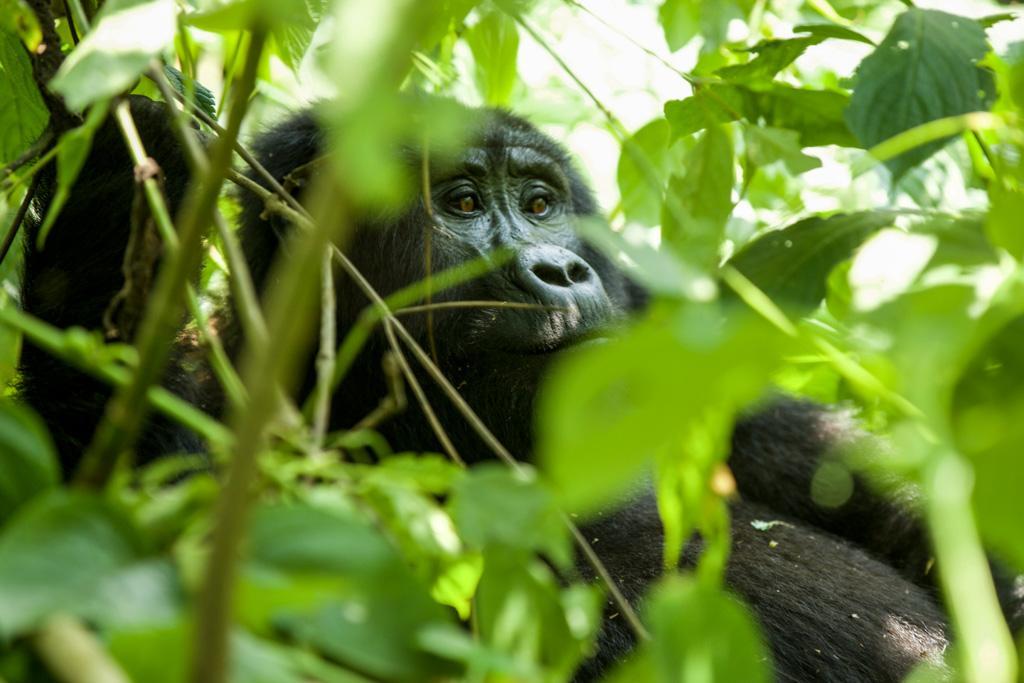 DZIEŃ 13 NIEPRZENIKNIONY LAS BWINDI SPOTKANIE Z GORYLAMI GÓRSKIMI* Tego dnia dla większości uczestników nastąpi punkt kulminacyjny całego wyjazdu.