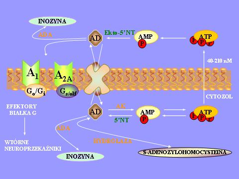 Ryc. 1. Szlaki syntezy i metabolizmu adenozyny (AD).