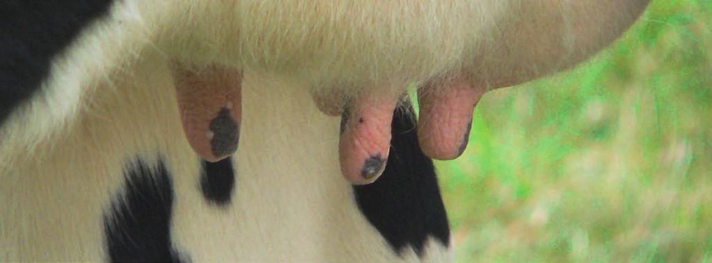 Do drobnoustrojów zakaźnych możemy zaliczyć Staph. aureus, Str. agalactiae, Mycoplasma bovis i Corynebacterium bovis.
