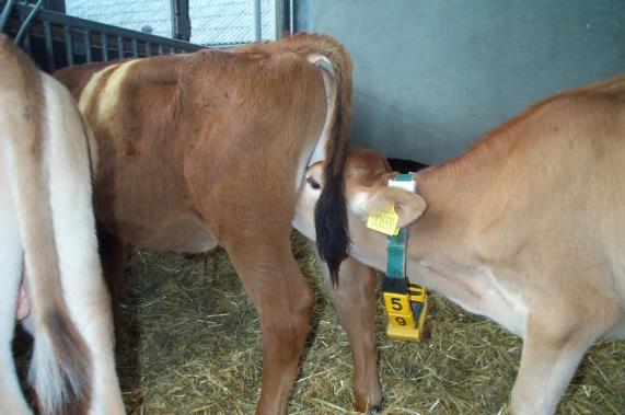 Obsysywanie się % = udział cieląt obsysających się 55 20 Logarytm (liczba obserwacji) 4 3 A A Jersey Danish Red