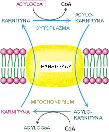 TRANSPRT ACYLCoA PRZEZ BŁNĘ MITCHNDRIALNĄ Enzym: ACYLTRANSFERAZA KARNITYNWA I (-)