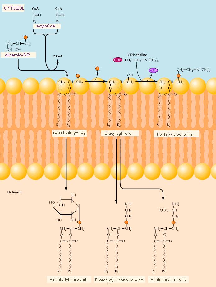 BISYNTEZA FSFLIPIDÓW we wszystkich tkankach w cytoplazmie funkcje