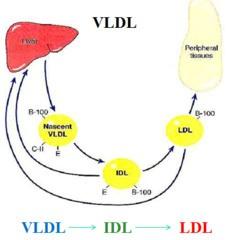 LDL