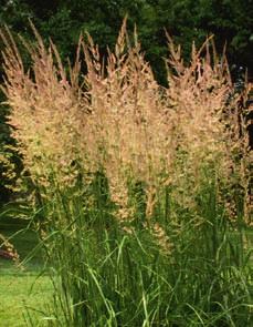 kłosy od VI 0-130 CALAMAGROSTIS BRACHYTRICHA, ACUTIFLORA 882