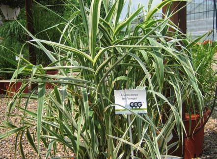 liście paskowane, zielonobiałe 100-10 882 Arundo donax Versicolor