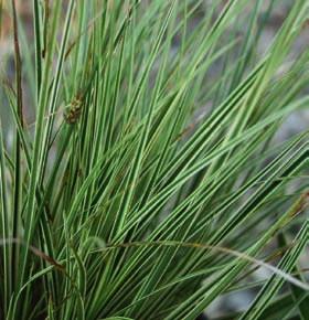 Carex oshimensis Evergold liście