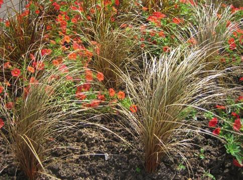 Carex muskingumensis liście zielone 80