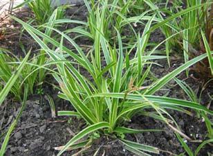 zwieszjące 100 3 9109 Carex brunnea