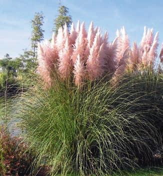 różowe - 180-200 22202 Cortaderia