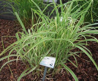 MISCANTHUS SINENSIS 893