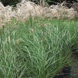 Molinia caerulea Moorhexe zalecana wielkość