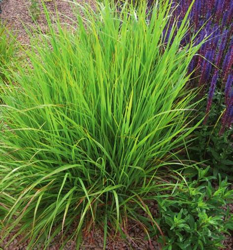 purpurowobrązowe 10 88 Panicum virgatum Rehbraun liście