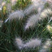 kwiatostany czerwonobrązowe 0-80 PENNISETUM ALUPERUCOIDES Rehbraun