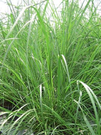 Panicum virgatum Rotstrahlbusch 88 Pennisetum aluperucoides