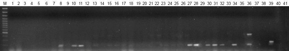 M GeneRuler TM 100 bp Plus DNA Ladder, 1 Bartosz, 2 