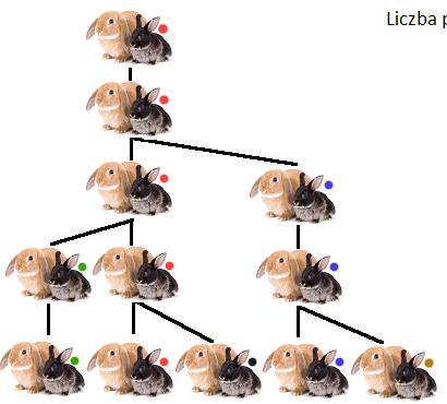 Schemat: http://blogiceo.nq.pl/matematycznyblog/2013/02/06/kroliki- CO MA WSPÓLNEGO CIĄG FIBONACCIEGO Z PARĄ KRÓLIKÓW? Ile par królików wyhodujemy po roku?