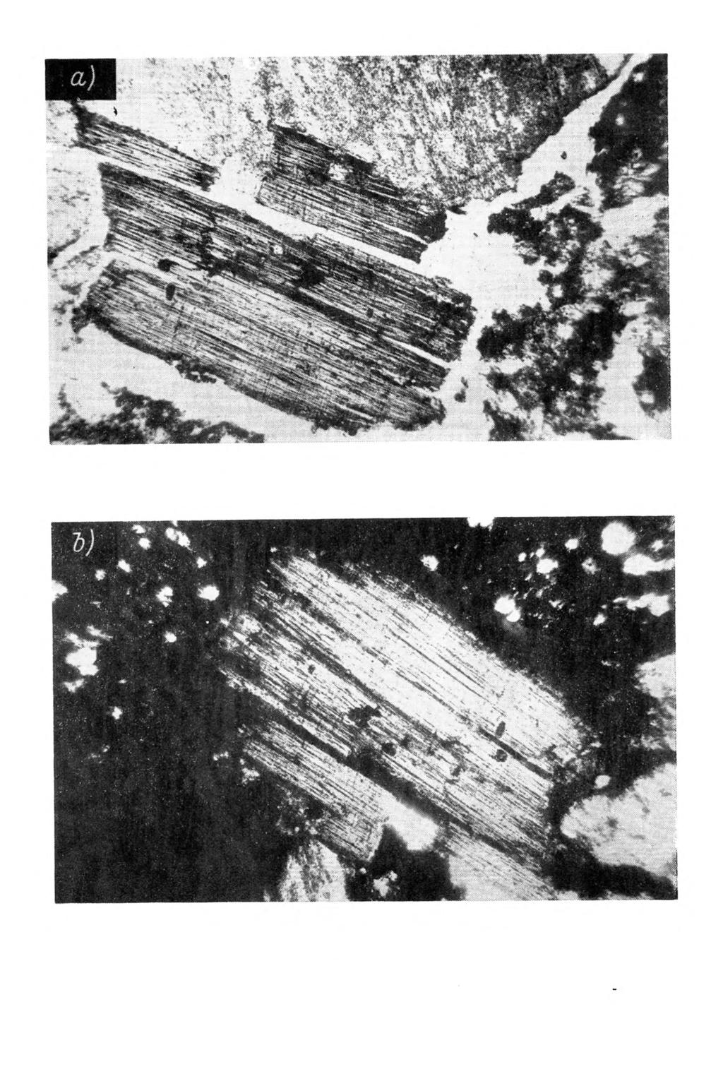 Rys. 11. Profil 5 bielica żelazisto-próchniczna w ytworzona z granitu, poziom A 2 (8-15 cm).
