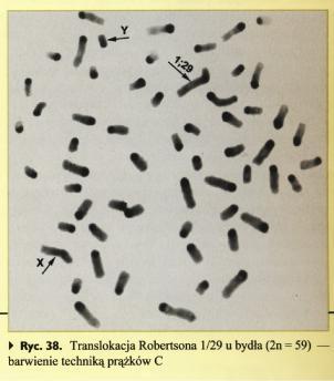 ABERRACJE CHROMOSOMOWE Bydło Translokacja