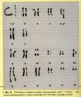 Inwersje Pericentryczne obejmują swym zasięgiem rejon centromeru mogą zmieniać kształt morfologiczny chromosomu.