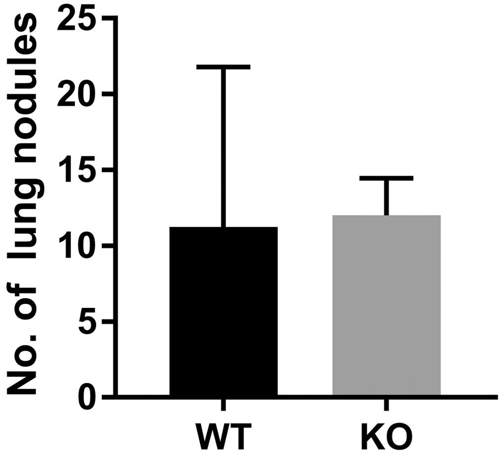 Supplementary Figure 2: Lung seeding of tail vein injected 4T1 cells.