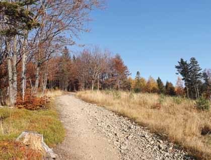 Jesień w parku ły aż po Groń Jana Pawła II, co chwilę oglądać możemy panoramy okolicznych pasm górskich oraz liczne piaskowcowe formy skałkowe.