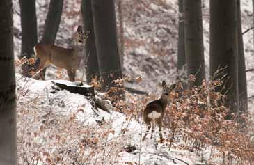 Fauna Fauna parku jest typowa dla tej części Karpat. Spotkać tutaj można gatunki związane z siedliskami leśnymi jak również z polanami śródgórskimi, młakami i jeziorkami.
