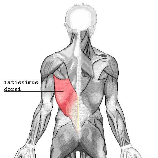 Palpation Soft tissue Levator scapulae O: Transverse processes of C1-C4 I: Superior vertebral border of scapula A: