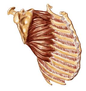 Palpation Soft tissue Serratus anterior O: Upper 8 or 9 ribs I: Vertebral