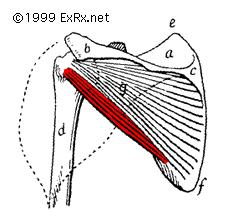 ribs Teres minor O: Superior 2/3 of axillary border of scapula I: Greater