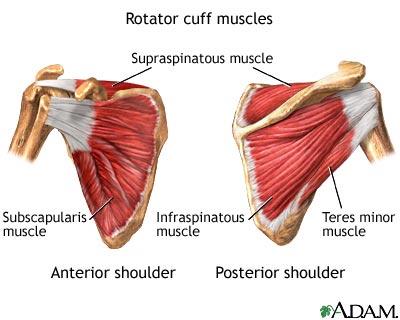 Palpation Soft tissue Infraspinatus O: Infraspinous fossa of scapula I: Greater tubercle of the humerus A: External rotation & adduction