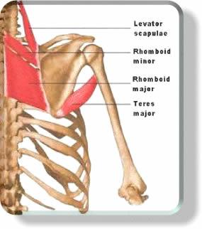 Palpation Soft tissue Rhomboideus Minor: O: Spinous processes of C7-T1 I: Vertebral border of scapula above spine A: Scapular adduction &