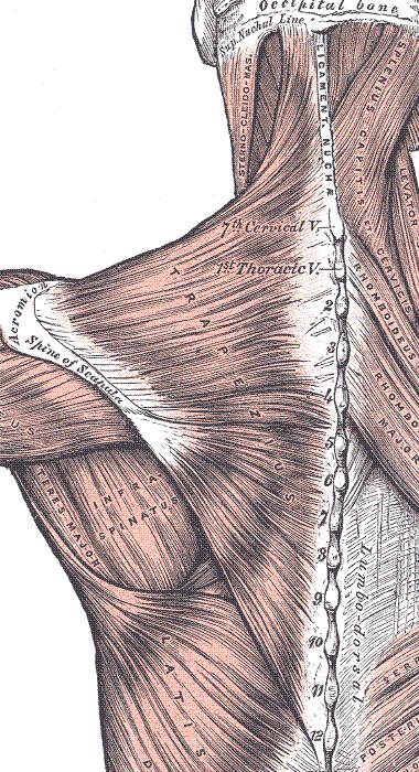 Palpation Soft tissue Trapezius Superior (I): O: Spinous process of C7 & up I: Lateral 1/3 of clavicle and acromion A: Elevation, adduction, and upward rotation of the scapula Medial (II): O: Spinous